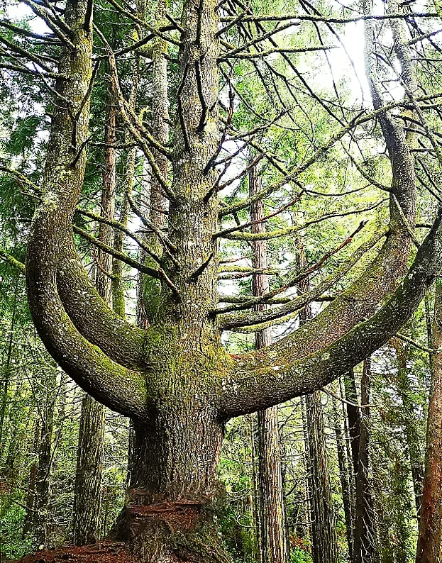 magnífica árvore que se encontra pelo caminho