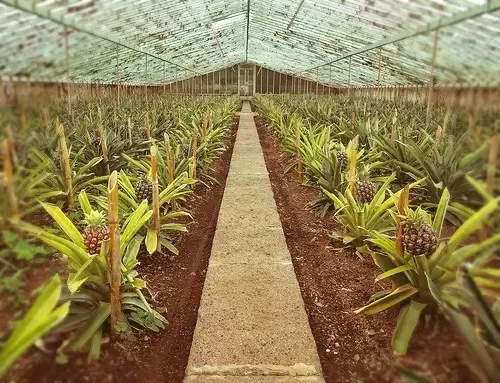 Plantações de Ananases A. Arruda